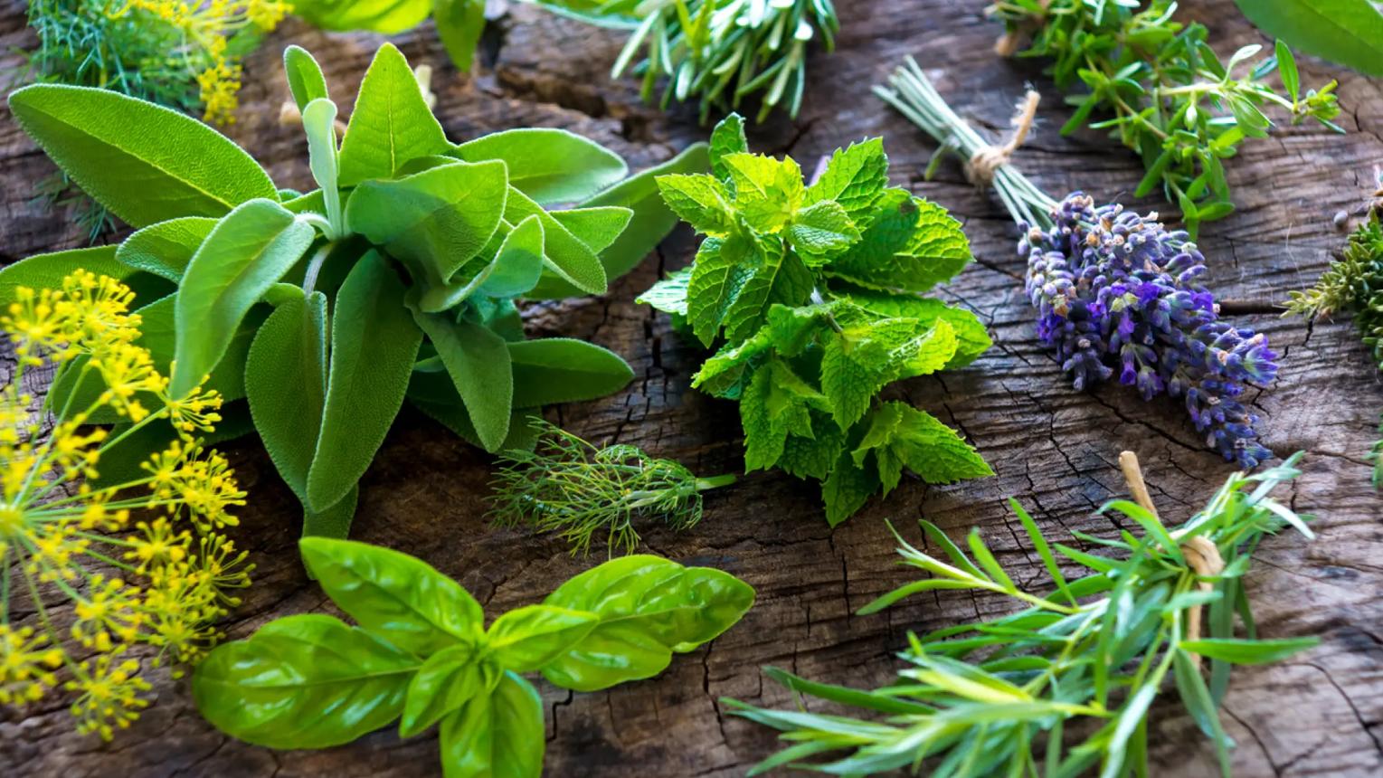 Hierbas frescas como salvia, menta, albahaca y lavanda sobre una superficie de madera